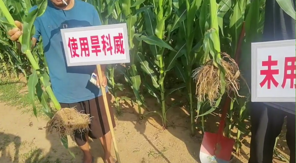 旱科威玉米根系太發(fā)達(dá)